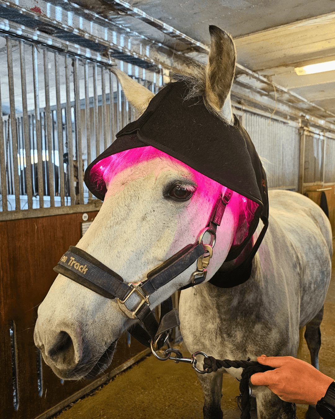 Rød lys terapi hætte til Pony – Heat Sense Horse - Red light therapy