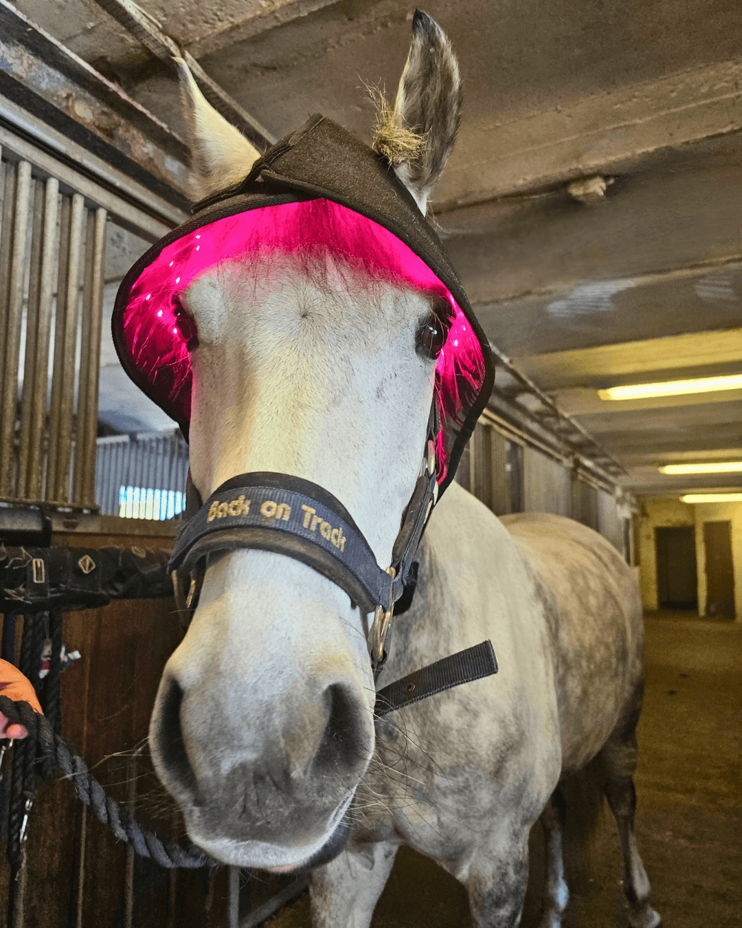 heatsense lysterapi hætte til pony