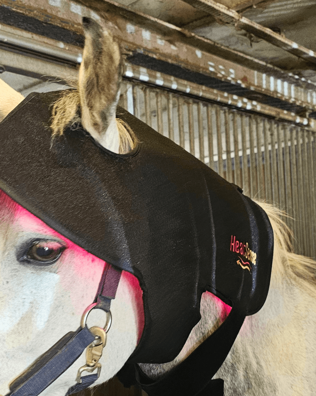 rød lysterapi hætte pony