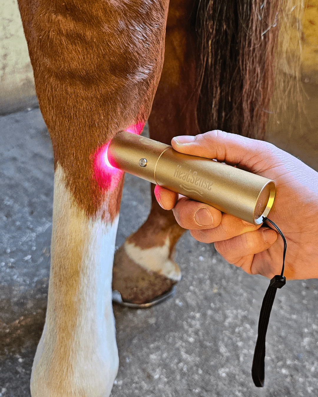 Lysterapi pen 3.0 til heste – Heat Sense Horse - Red light therapy