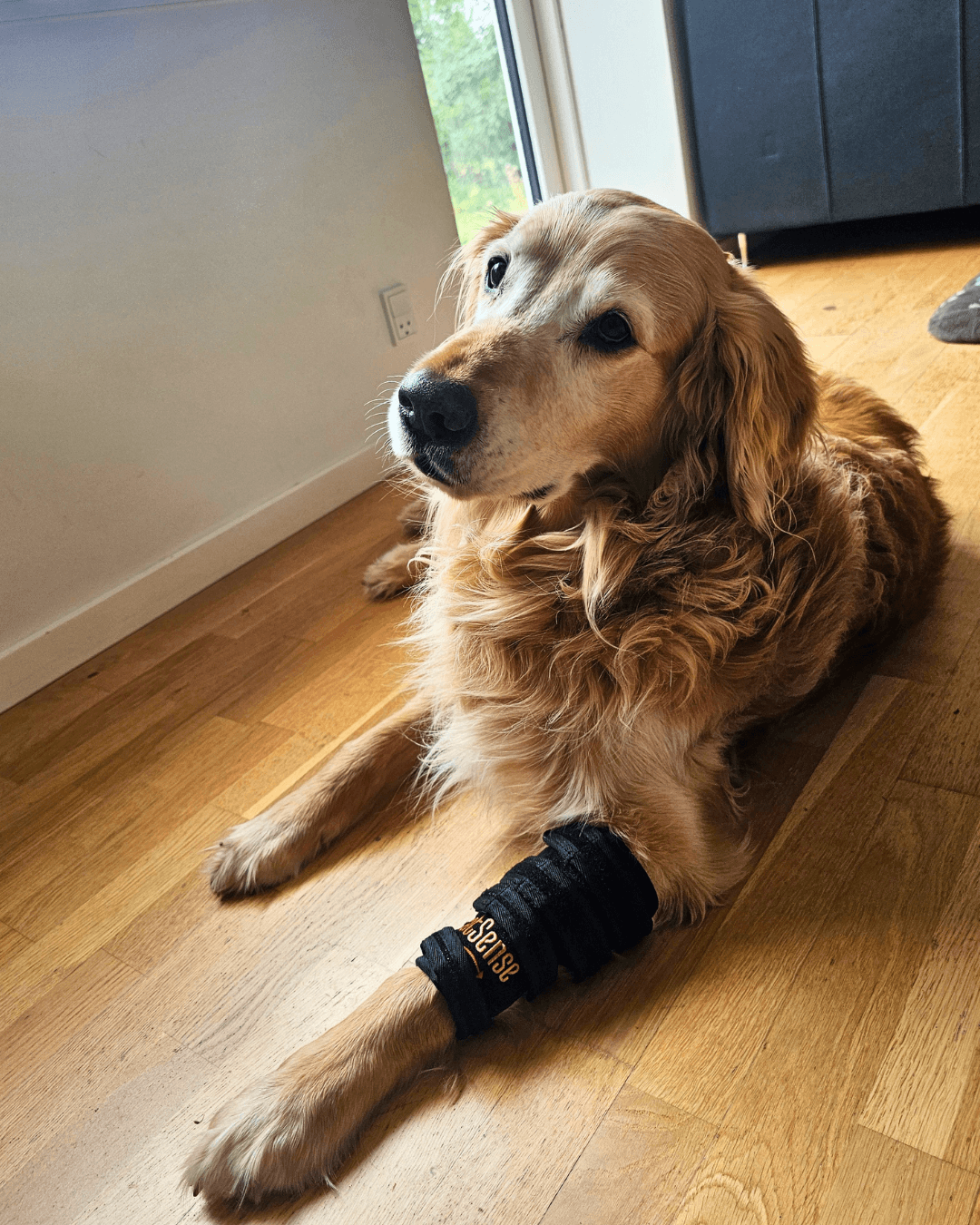 Rød lysterapi gamache til hunde - Red light therapy