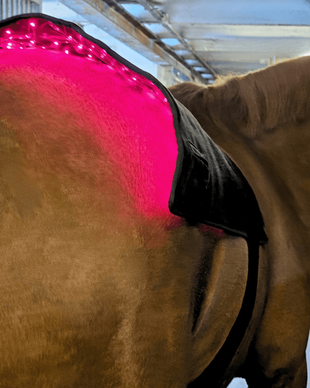 heatsense rød lysterapi stor pad 2.0 til hest og pony